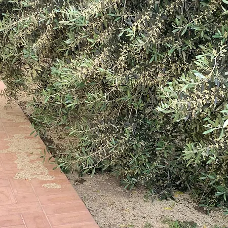 Cerquatonda Apartament *