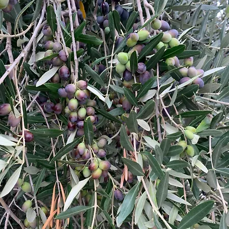 Cerquatonda 아파트 *