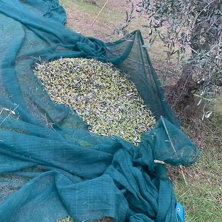 Cerquatonda Apartament *