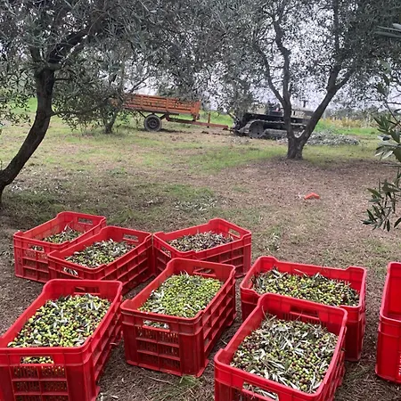 Apartament Cerquatonda *