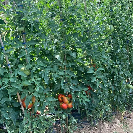 Cerquatonda 아파트 Montalto delle Marche