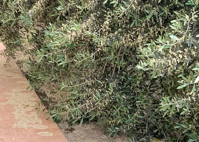 Cerquatonda Apartment *