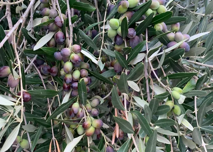 Cerquatonda Apartment *