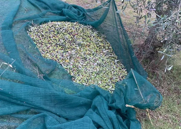 Cerquatonda Apartment *