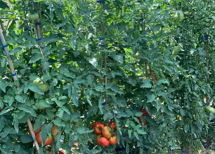 Cerquatonda Apartment Montalto delle Marche