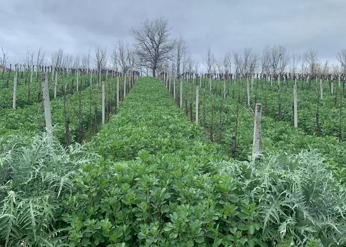 Cerquatonda Apartment Montalto delle Marche