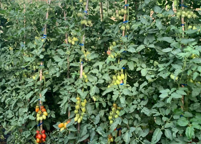 Cerquatonda Montalto delle Marche